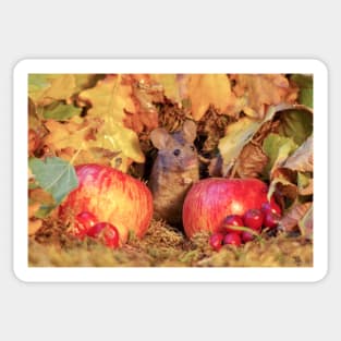 wild Autumn house mouse Sticker